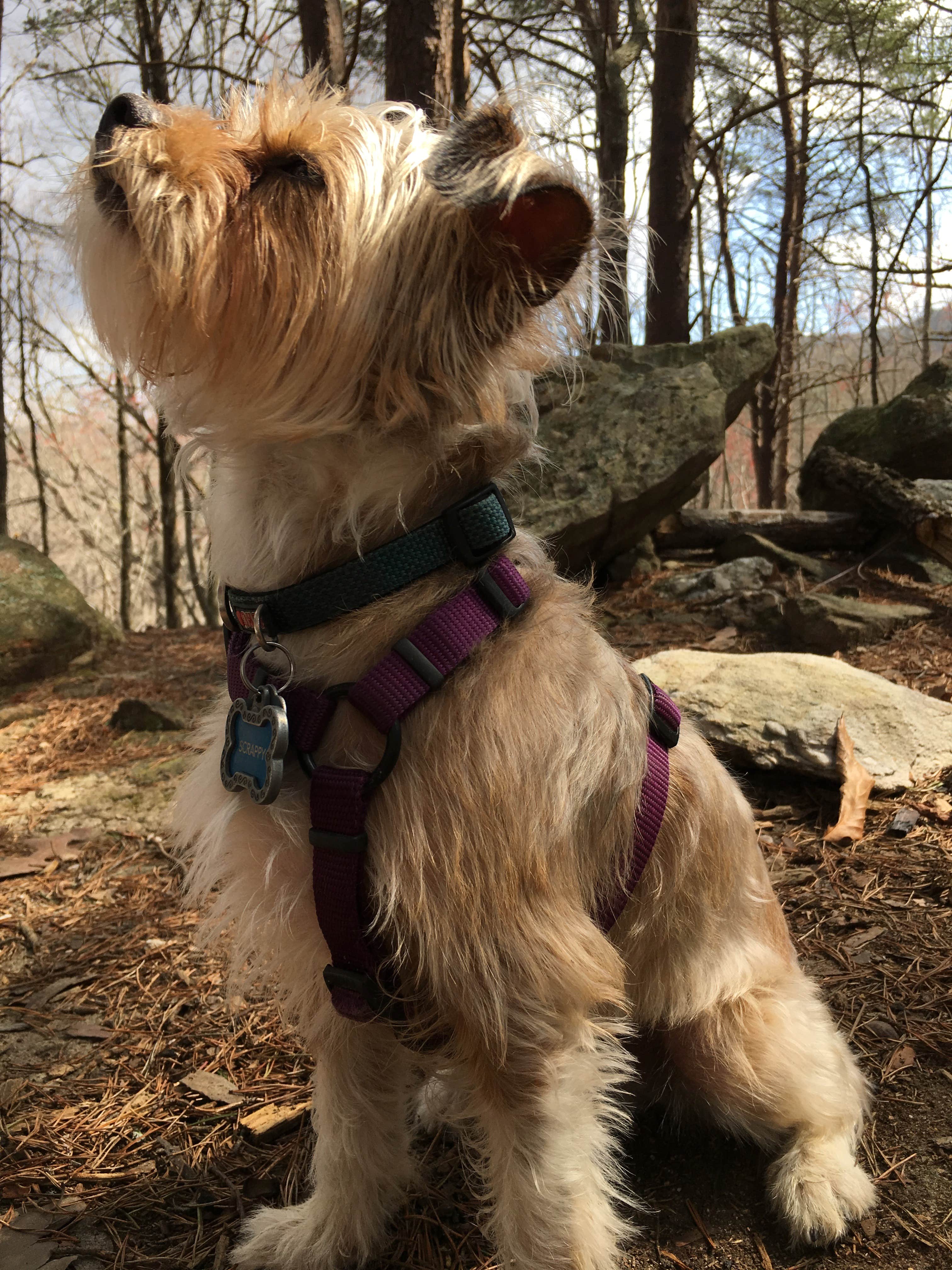 Asher K.'s photo of camping with pets at Skyway Loop Campgrounds near Southern Trailhead near Alexander City, AL