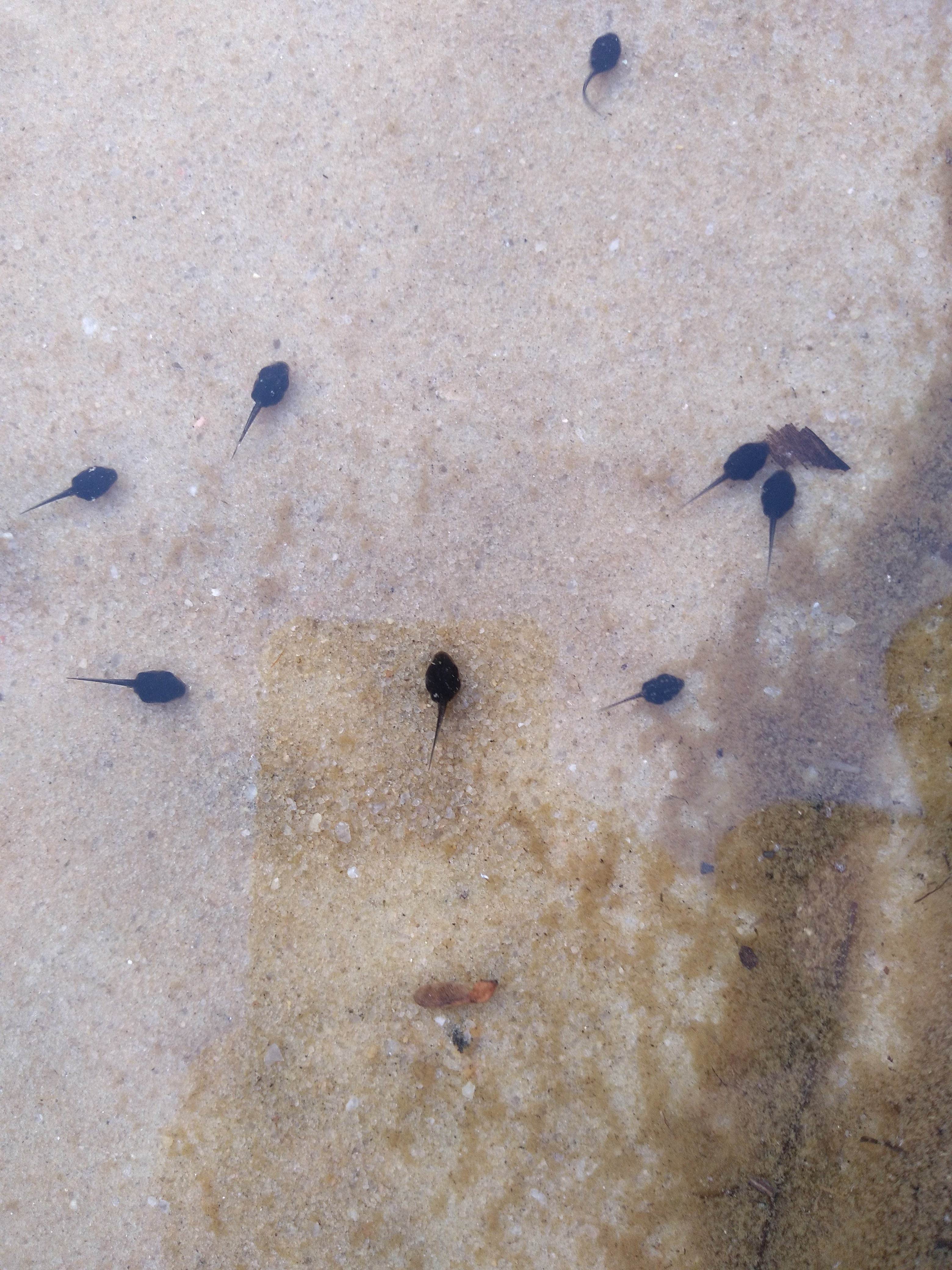 Camping near Yogi Bears Jellystone Park: John Tanner Park Campground, Carrollton, Georgia
