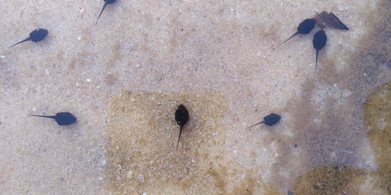 Camper submitted image from John Tanner Park Campground