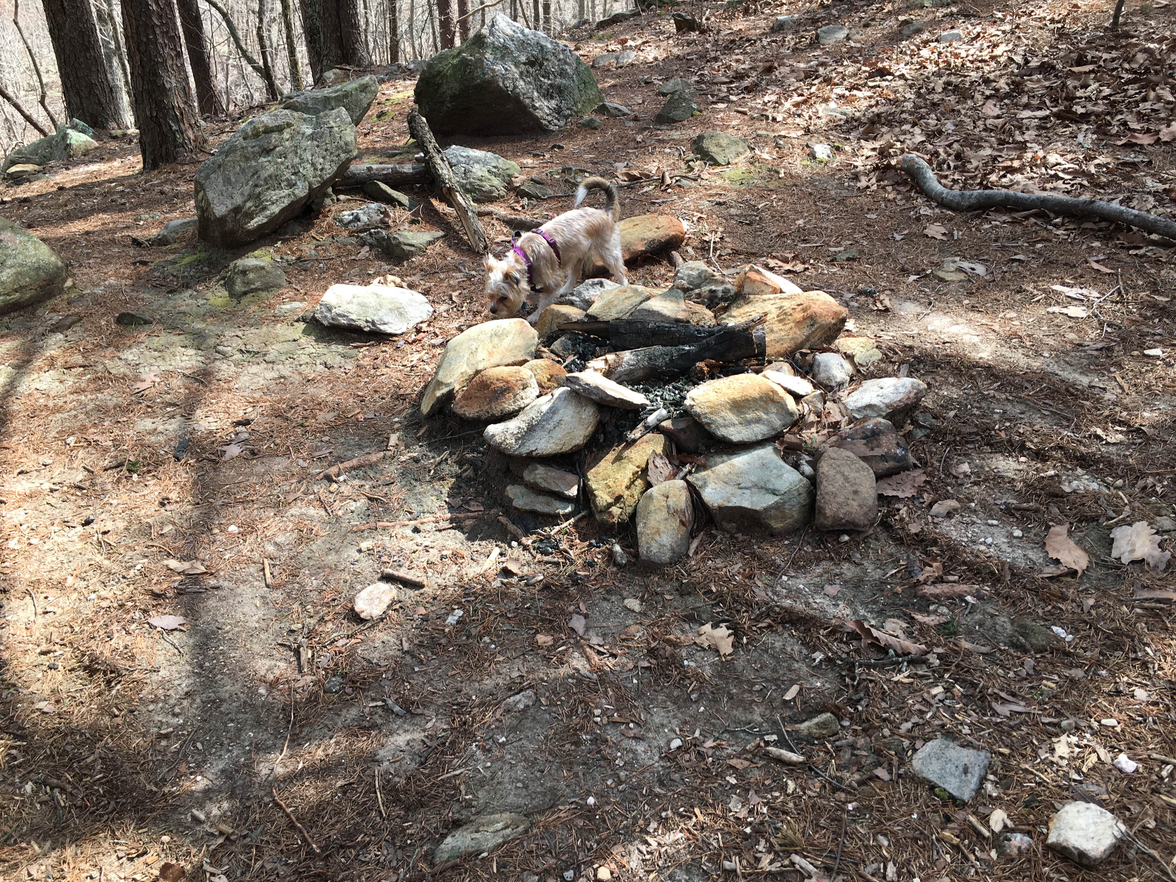 Asher K.'s photo of camping with pets at Skyway Loop Trail Turn Campground near Sylacauga, AL