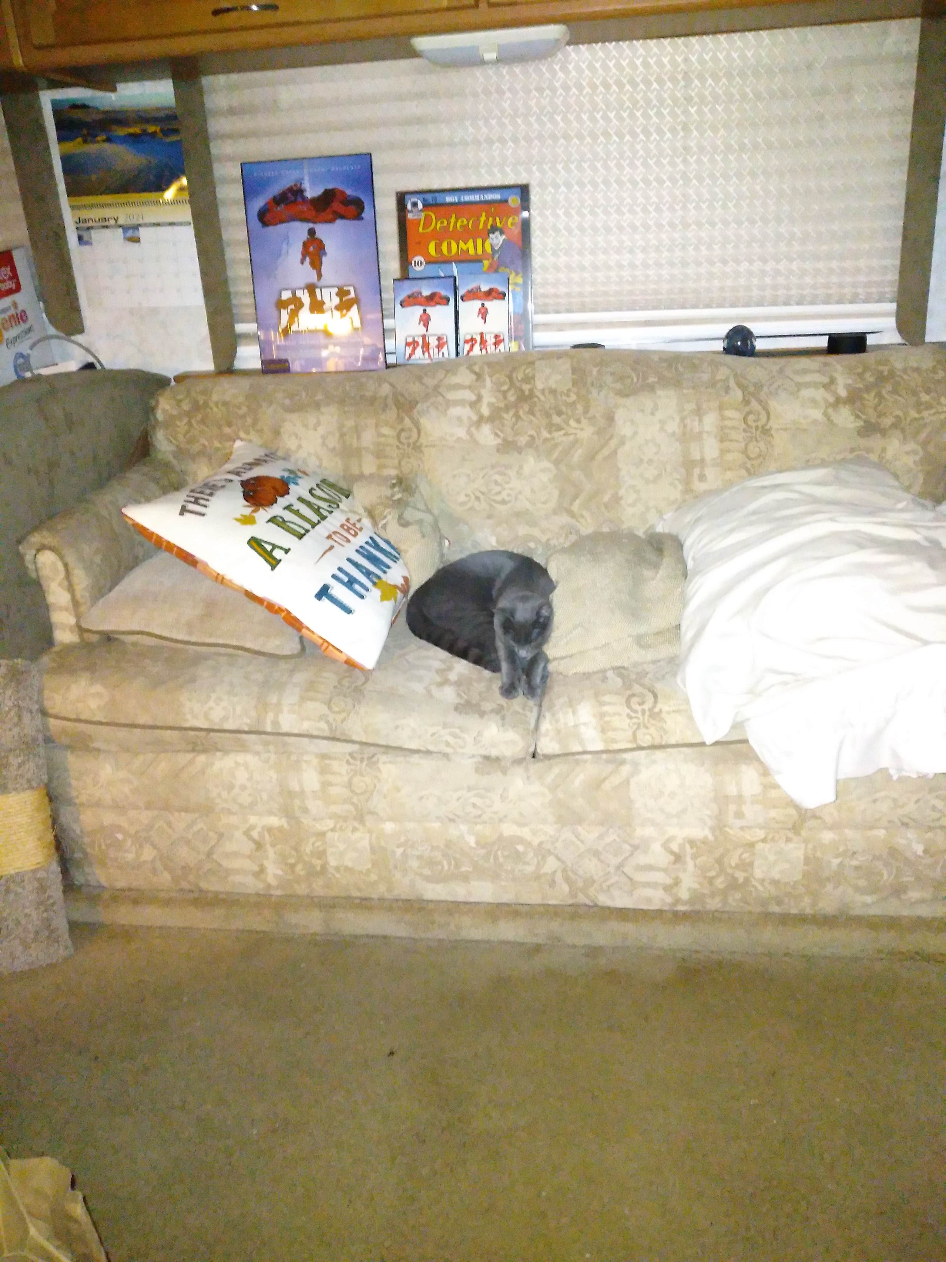 Tracy V.'s photo of camping with pets at Thousand Trails South Jetty near Gardiner, OR