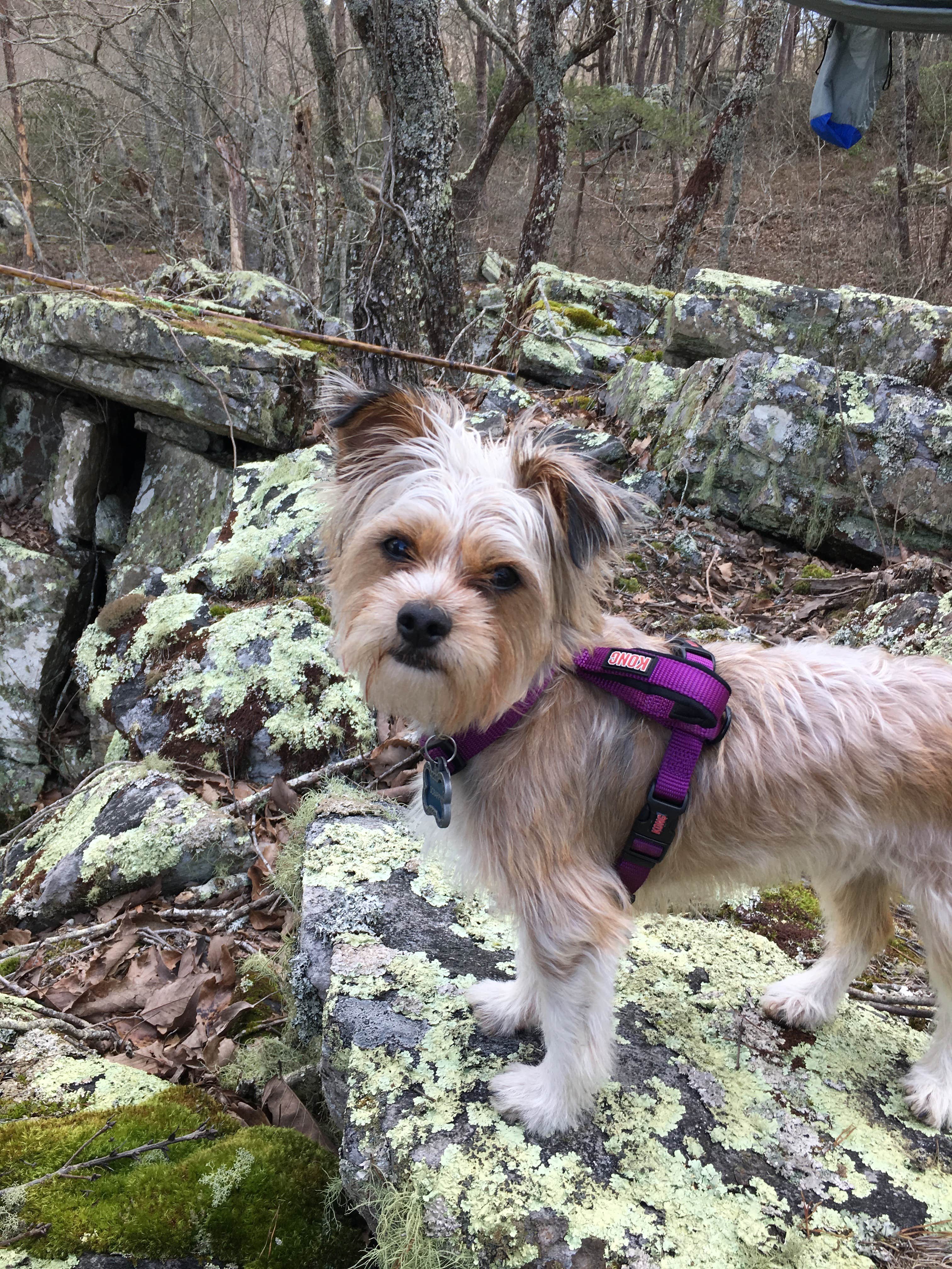 Camping near Chinnabee Silent Trail Backcountry Site 1: Skyway Loop Trail Turn Campground, Lineville, Alabama
