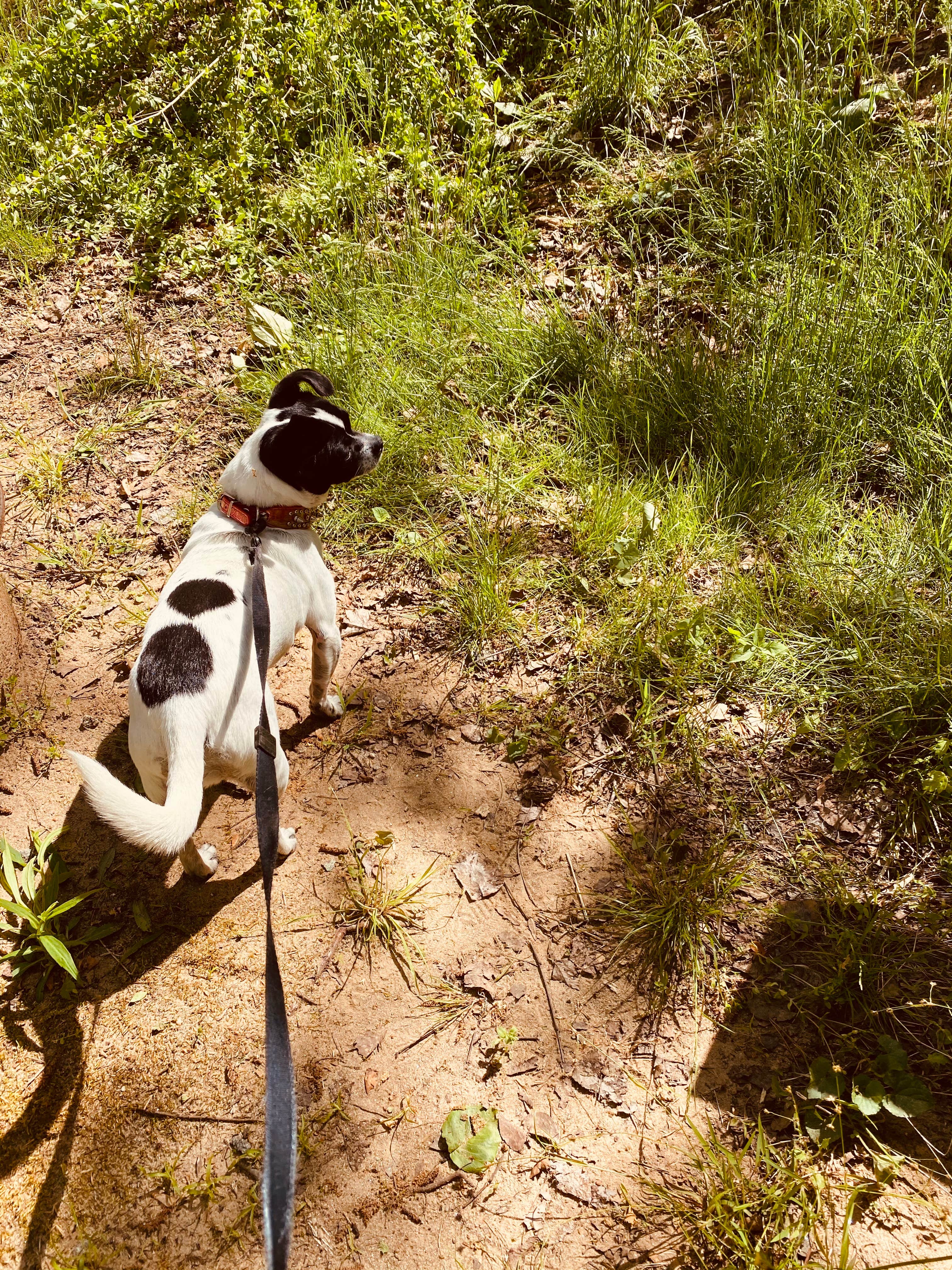 Courtney P.'s photo of camping with pets at River Creek Campground near Lake Lure, NC