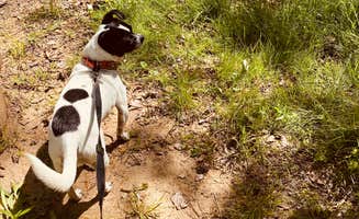 Courtney P.'s photo of camping with pets at River Creek Campground near Landrum, SC