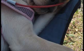 Dawn H.'s photo of camping with pets at Yogi Bear's Jellystone Park at Kansas City near Tonganoxie, KS
