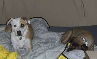 Dawn H.'s photo of camping with pets at Yogi Bear's Jellystone Park at Kansas City near Parkville, MO