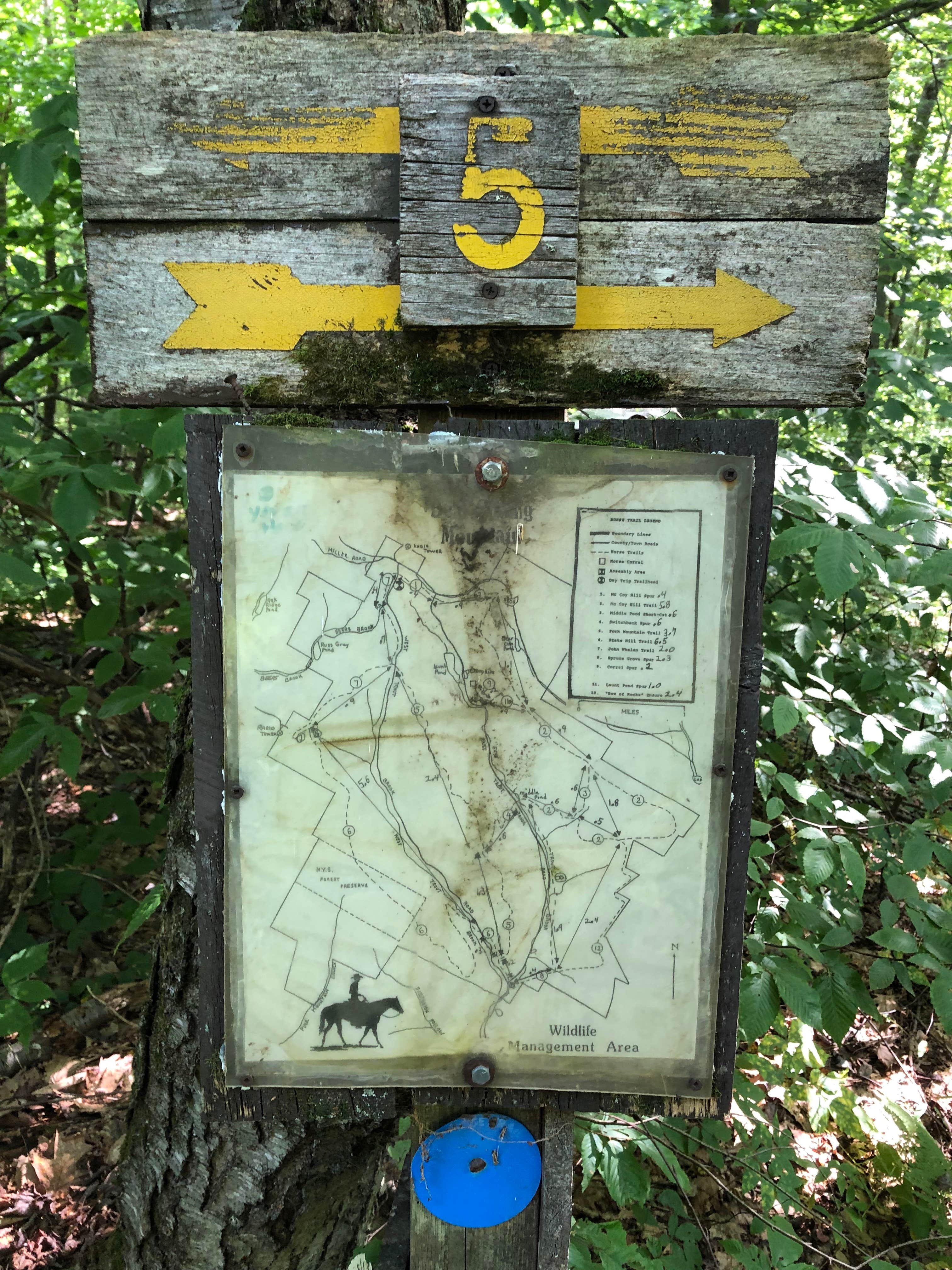 Camper-submitted photo at Bear Spring Mountain — DEC near Bloomville, NY