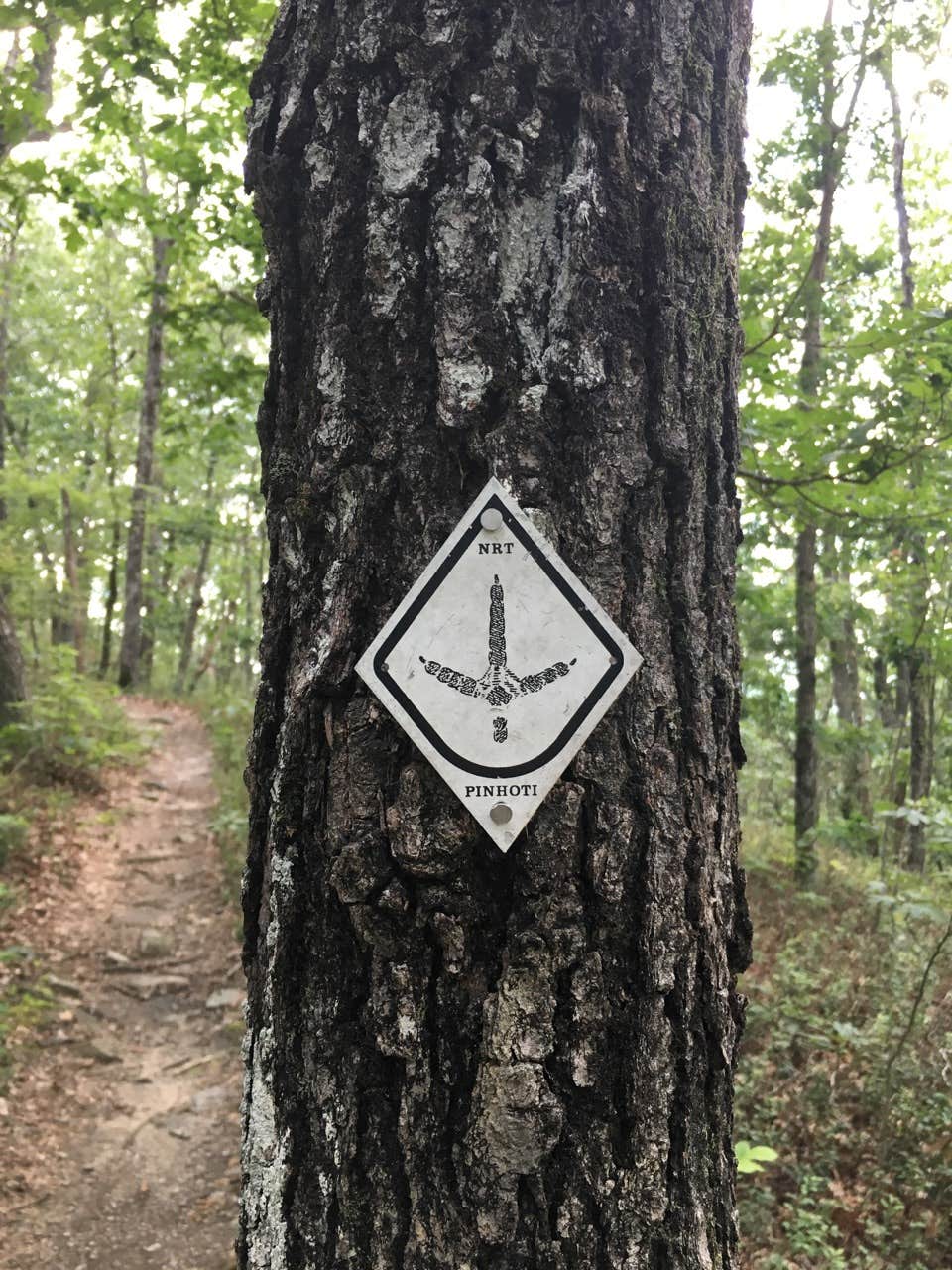 Camper-submitted photo at Pinhoti Trail Backcountry Campground — Cheaha State Park near Lineville, AL