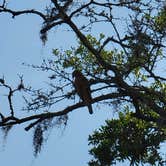 Review photo of Wekiwa Springs State Park Campground by Tina F., April 28, 2021