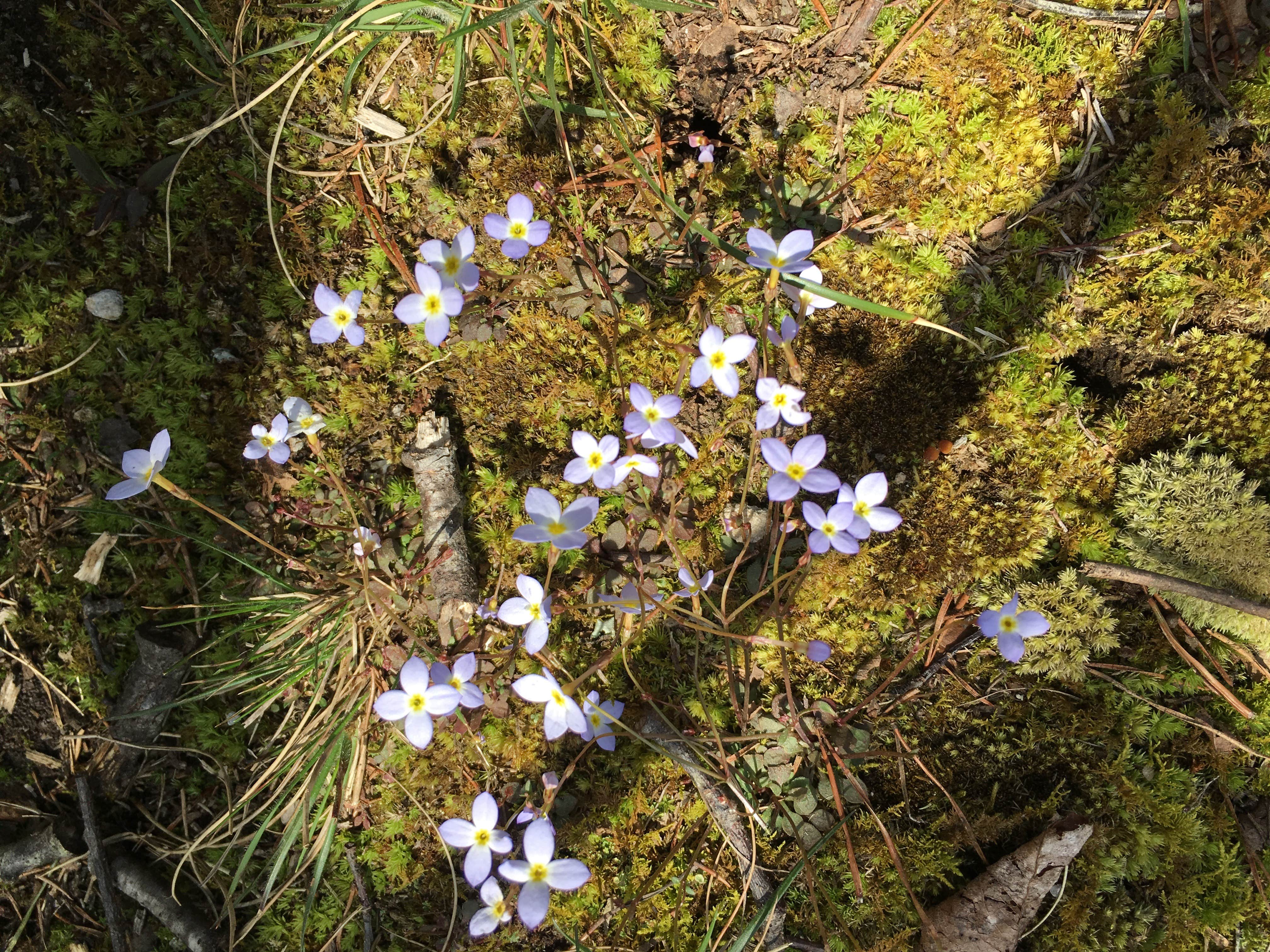 Camper-submitted photo at Skyway Loop Hidden Campground near Lineville, AL
