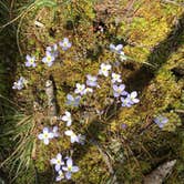 Review photo of Skyway Loop Hidden Campground by Asher K., June 1, 2018