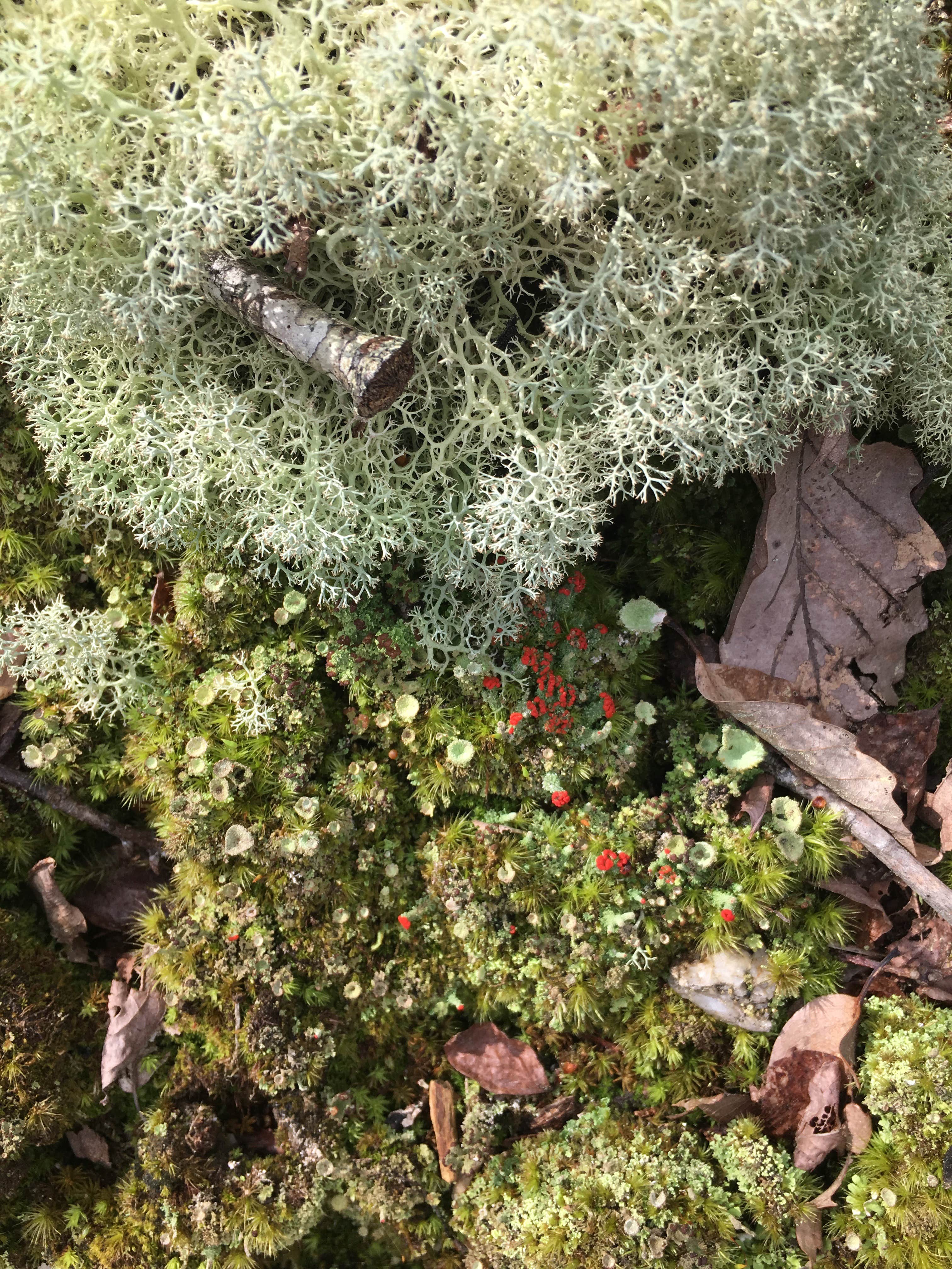 Camper-submitted photo at Skyways Loop Campground with view near Columbiana, AL