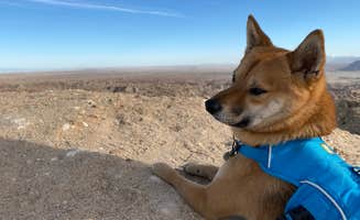 Nina F.'s photo of camping with pets at Ocotillo Wells State Vehicular Recreation Area near Niland, CA