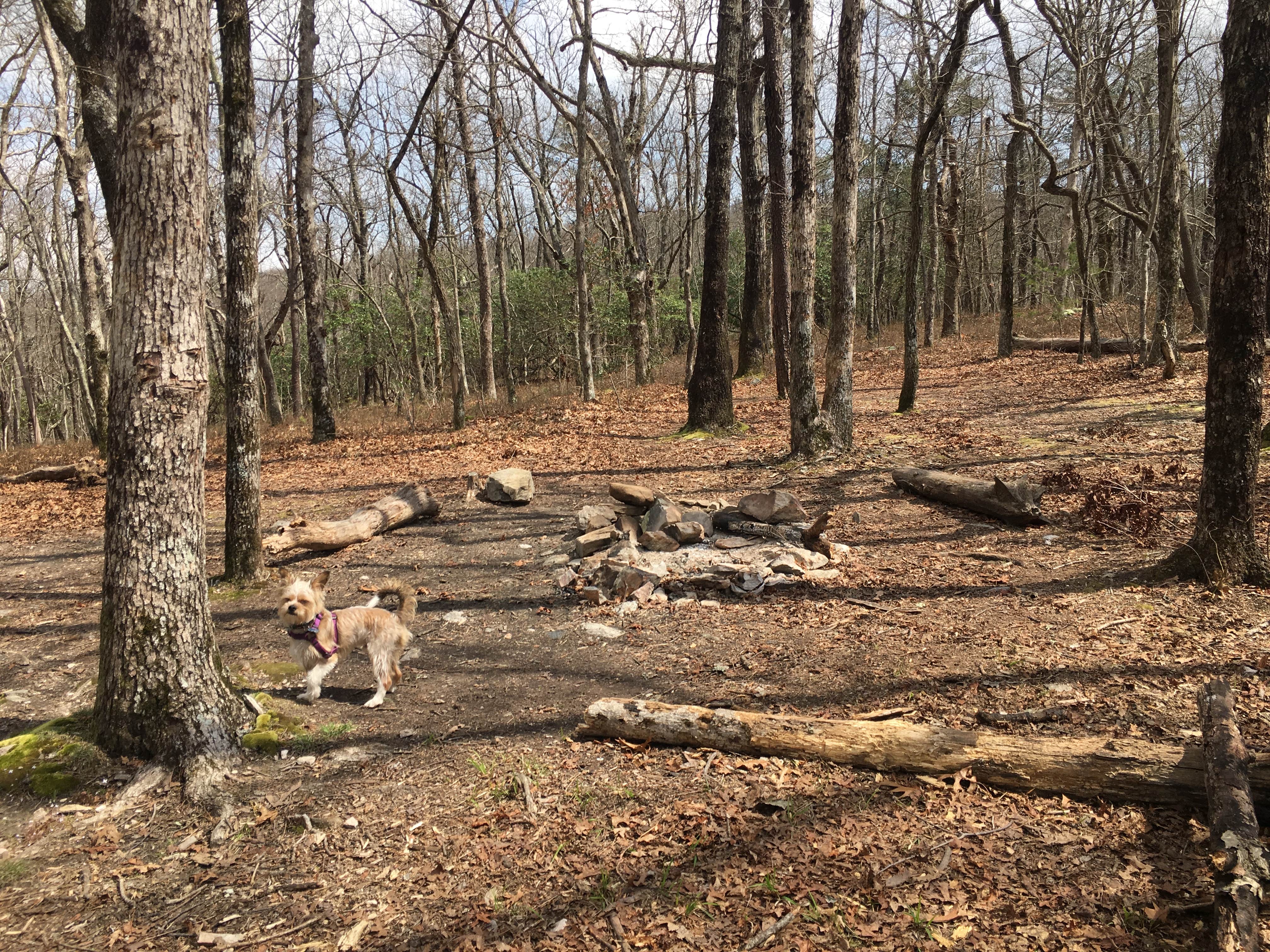 Camper-submitted photo at Skyways Loop Campground with view near Columbiana, AL