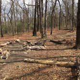 Review photo of Skyways Loop Campground with view by Asher K., June 1, 2018