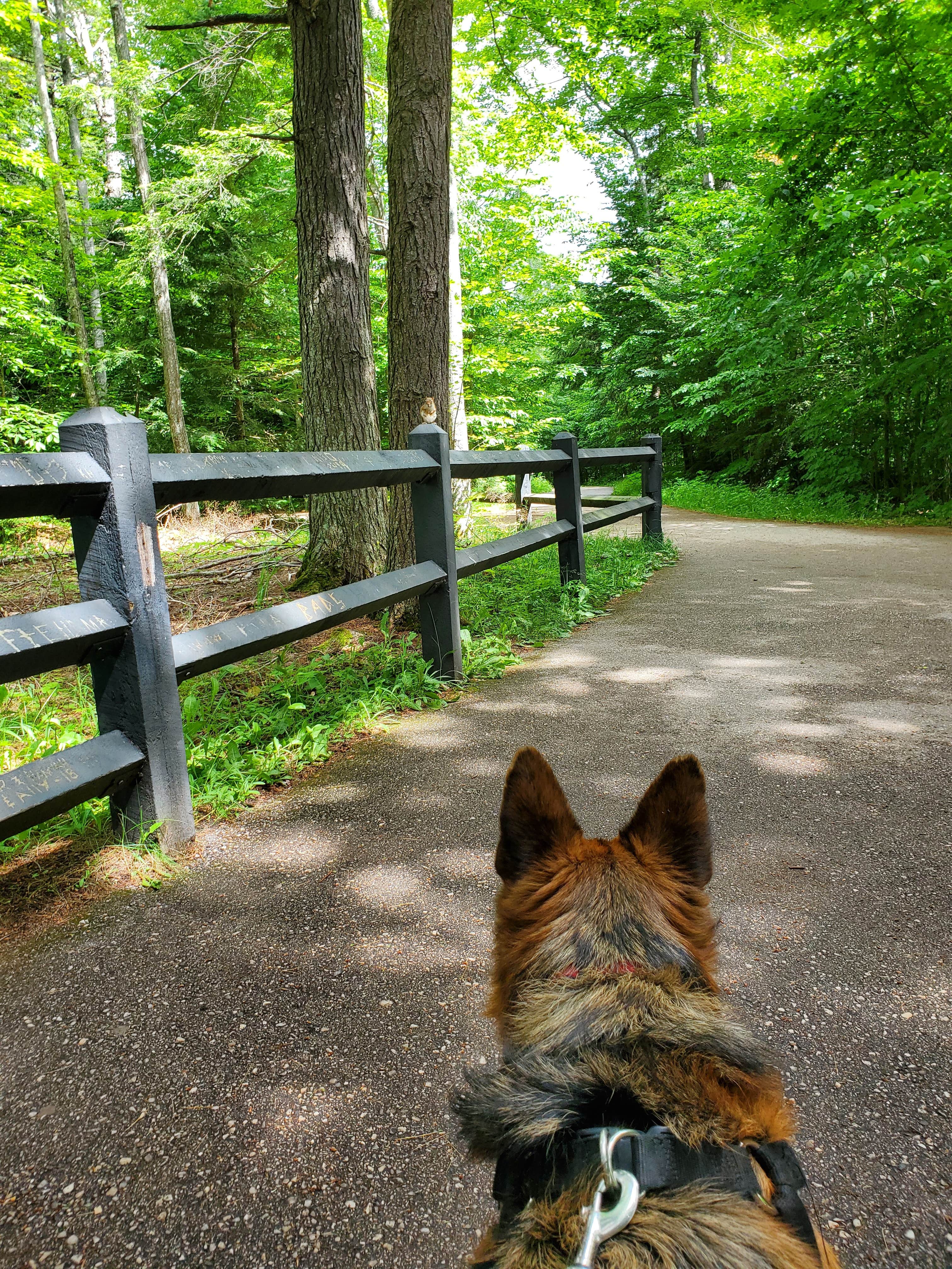 Jack T.'s photo of camping with pets at Lower Falls Campground — Tahquamenon Falls State Park in Michigan