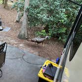 Review photo of Disney’s Fort Wilderness Resort & Campground by Dianna F., April 28, 2021