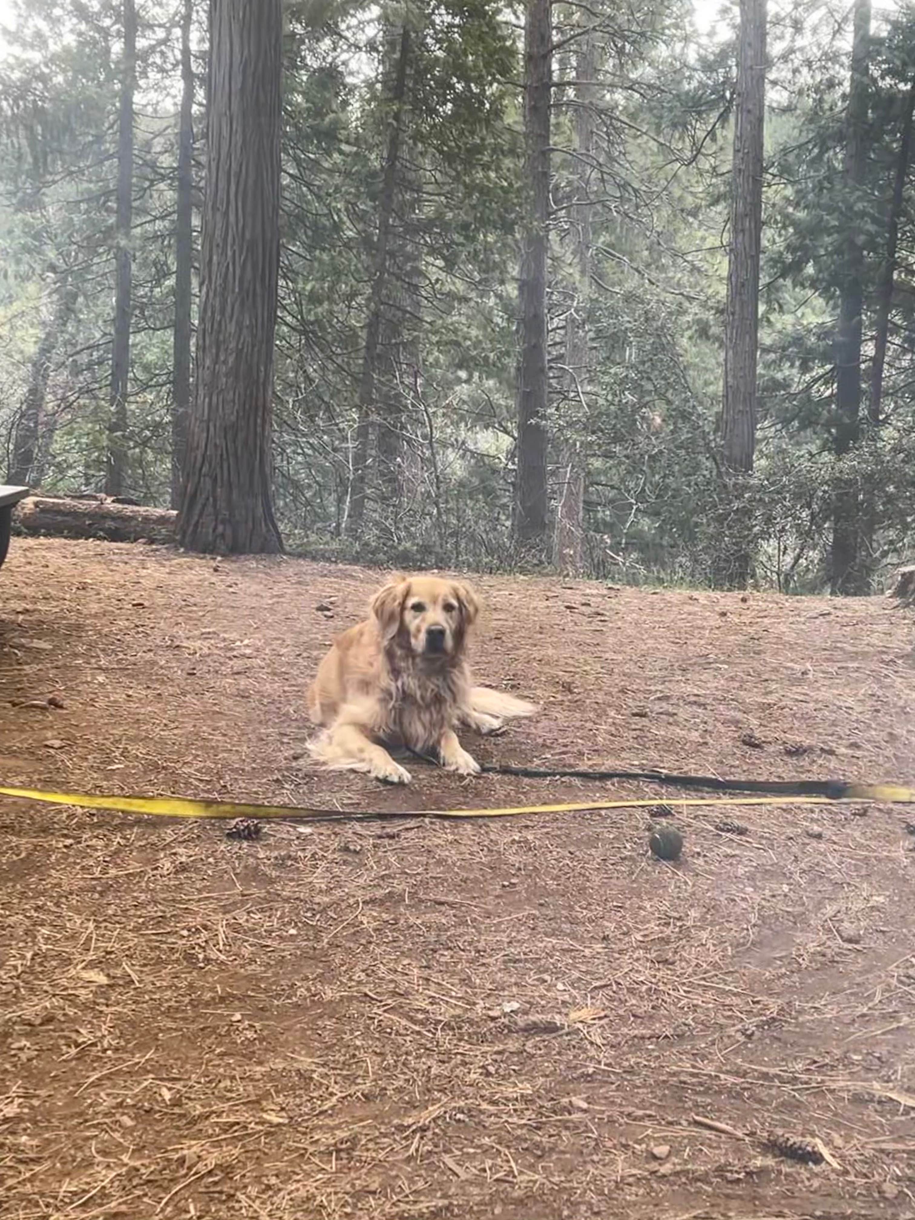 Melanie R.'s photo of camping with pets at Sly Park Recreation Area near Eldorado National Forest