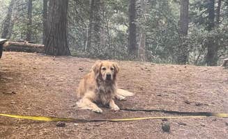 Melanie R.'s photo of camping with pets at Sly Park Recreation Area near Eldorado National Forest