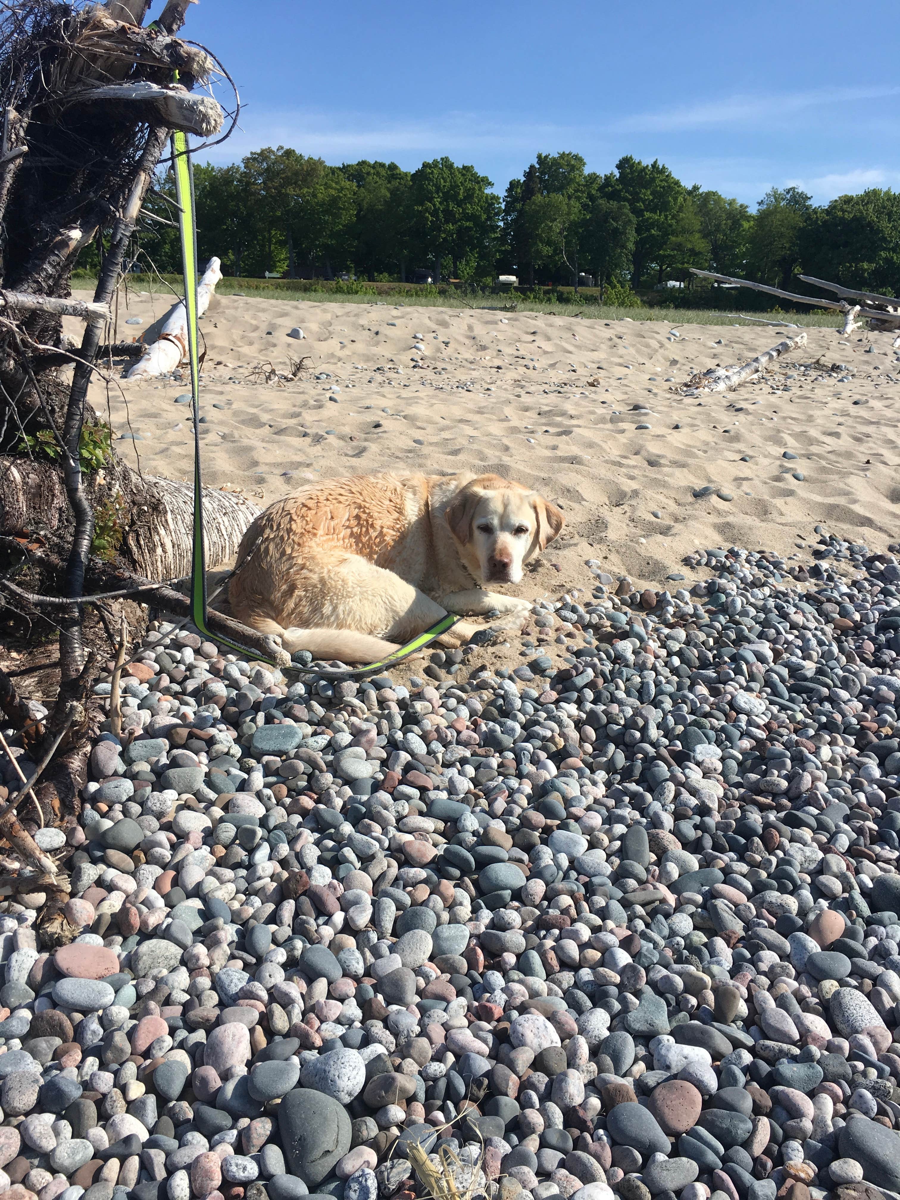 christina's photo of camping with pets at Woodland Park Campground near Pictured Rocks National Park