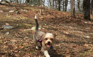 Asher K.'s photo of camping with pets at Small Skyway Loop Campground near Jacksons' Gap, AL