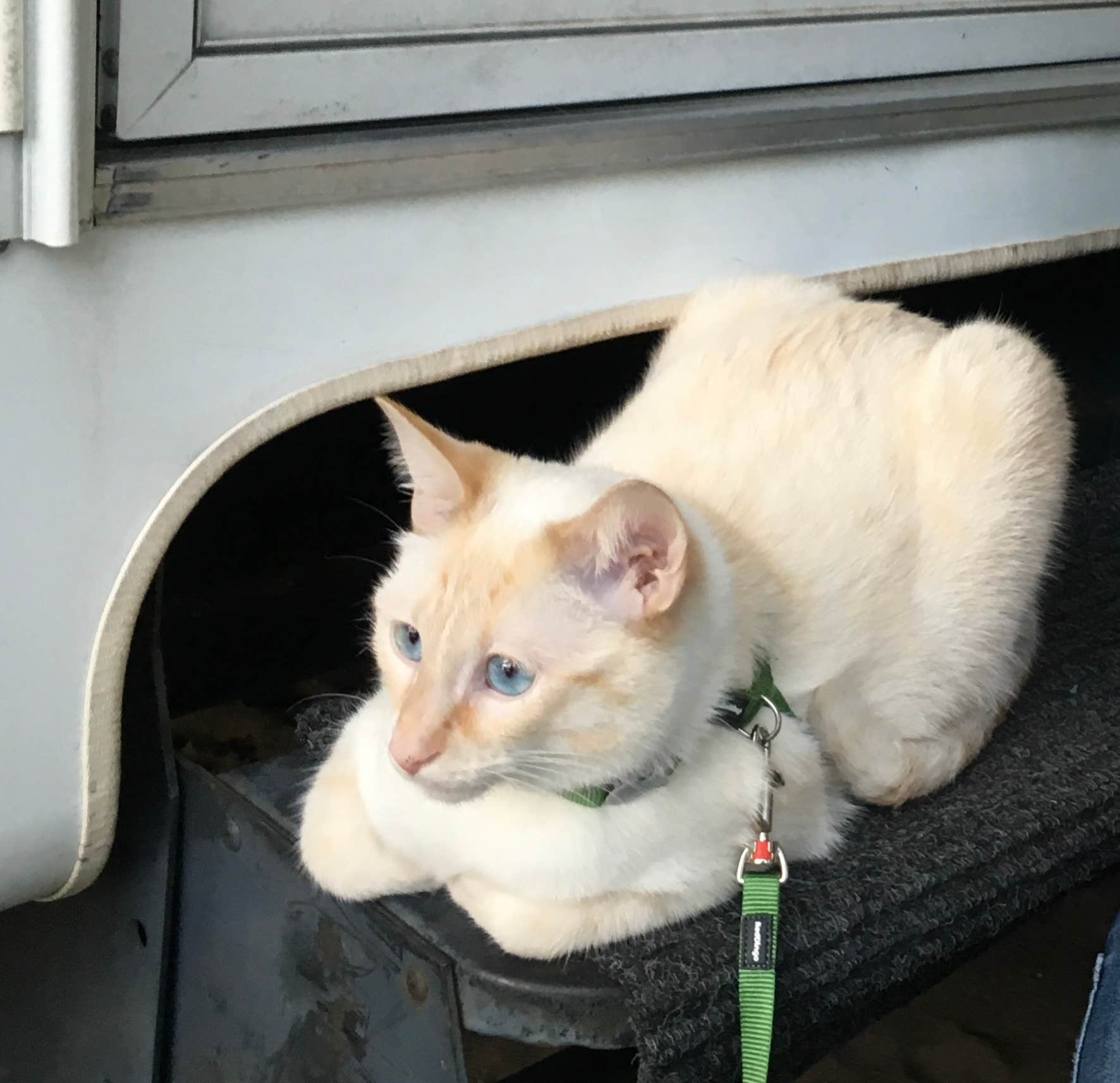 christina's photo of camping with pets at Woodland Park Campground near Grand Marais, MI
