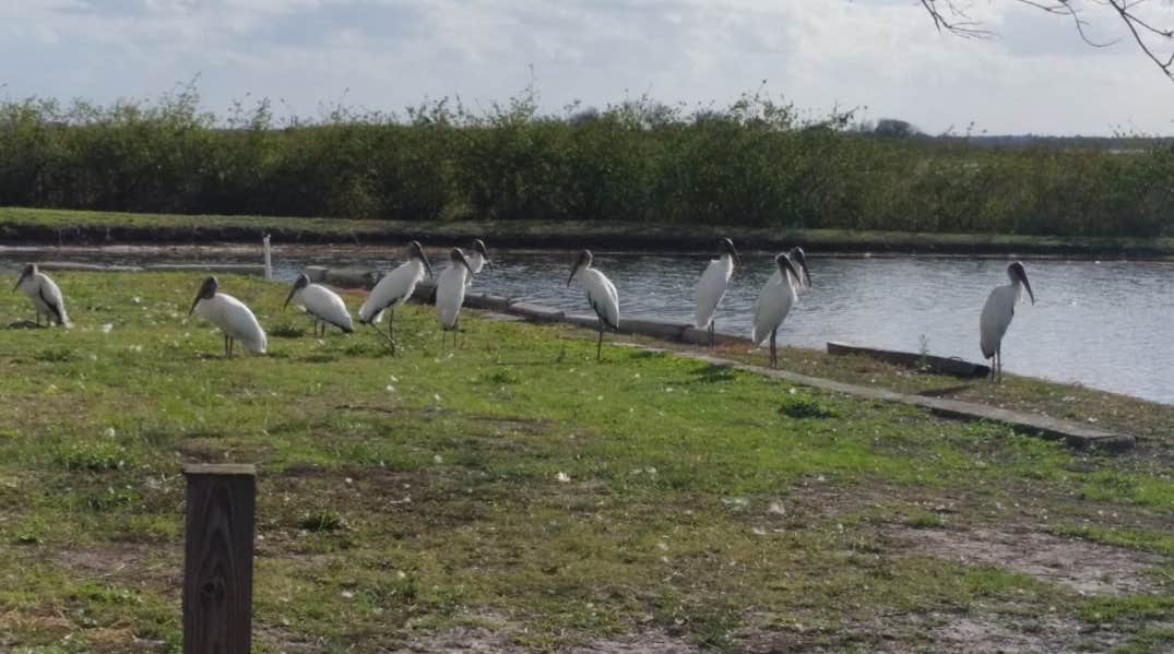 Lake Toho Rv Resort The Dyrt