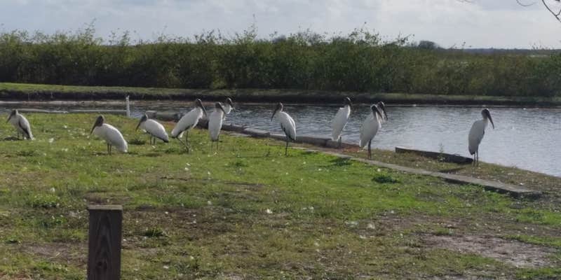 Camper submitted image from Lake Toho RV Resort