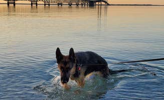 Dawn H.'s photo of camping with pets at Tee Pee Campground near Mullett Lake, MI