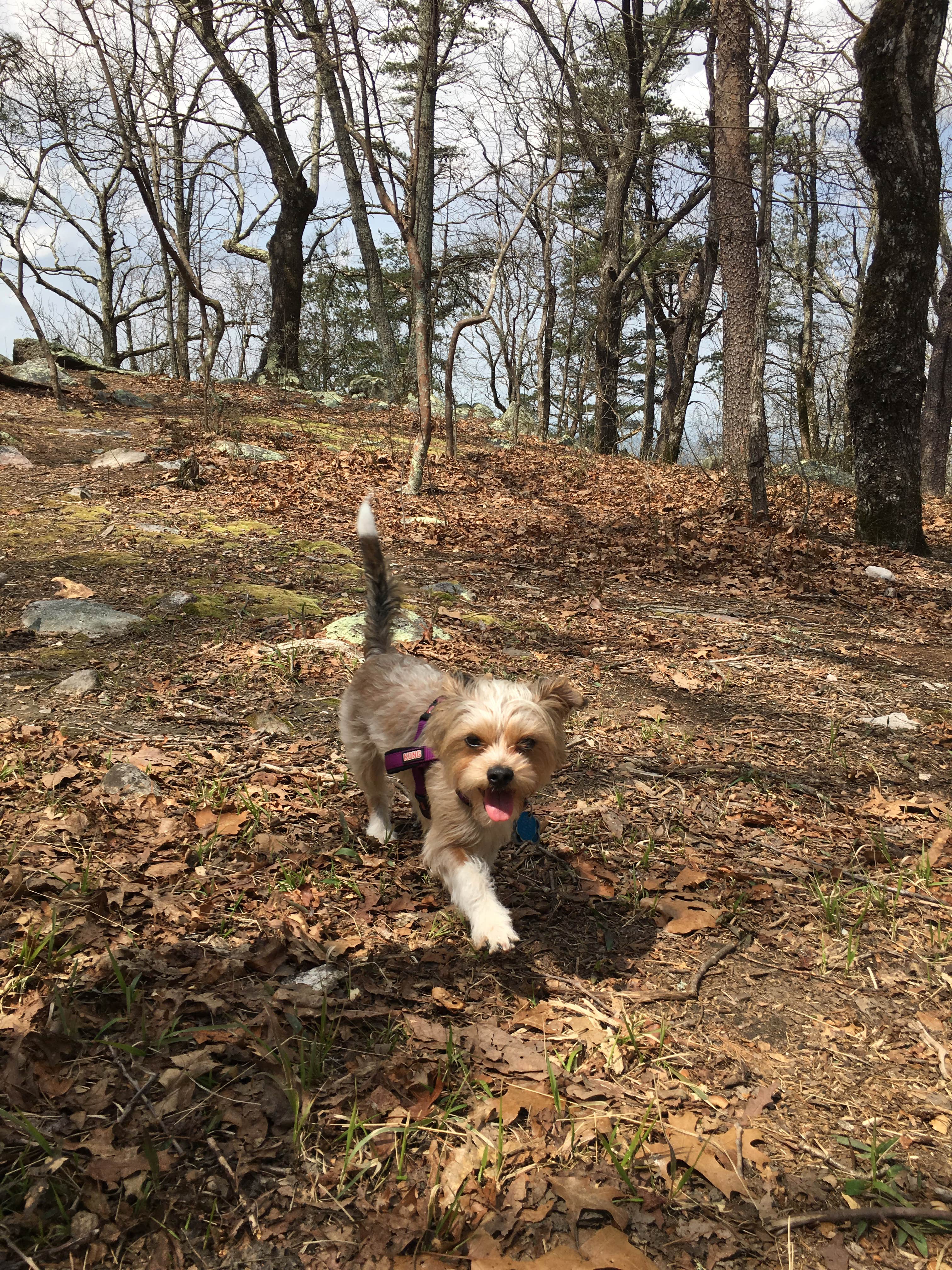 Camper-submitted photo at Skyway Loop Backcountry near Columbiana, AL