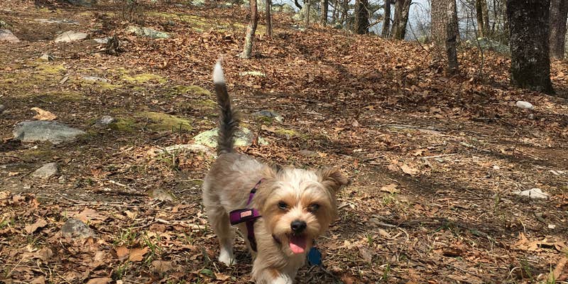 Camper submitted image from Skyway Loop Backcountry