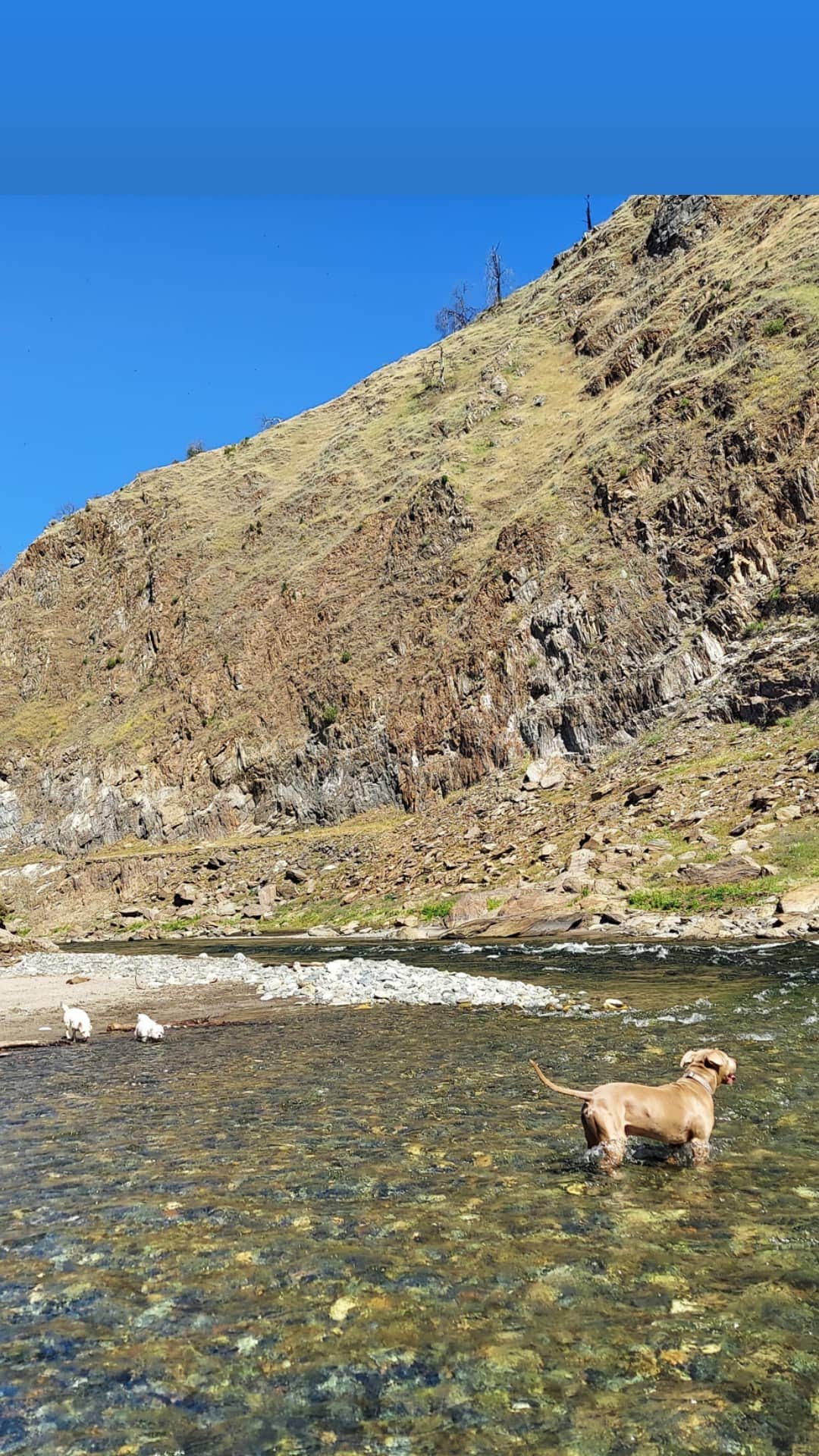 Beatriz S.'s photo of camping with pets at Bagby Camping and Recreation near Eastman Lake