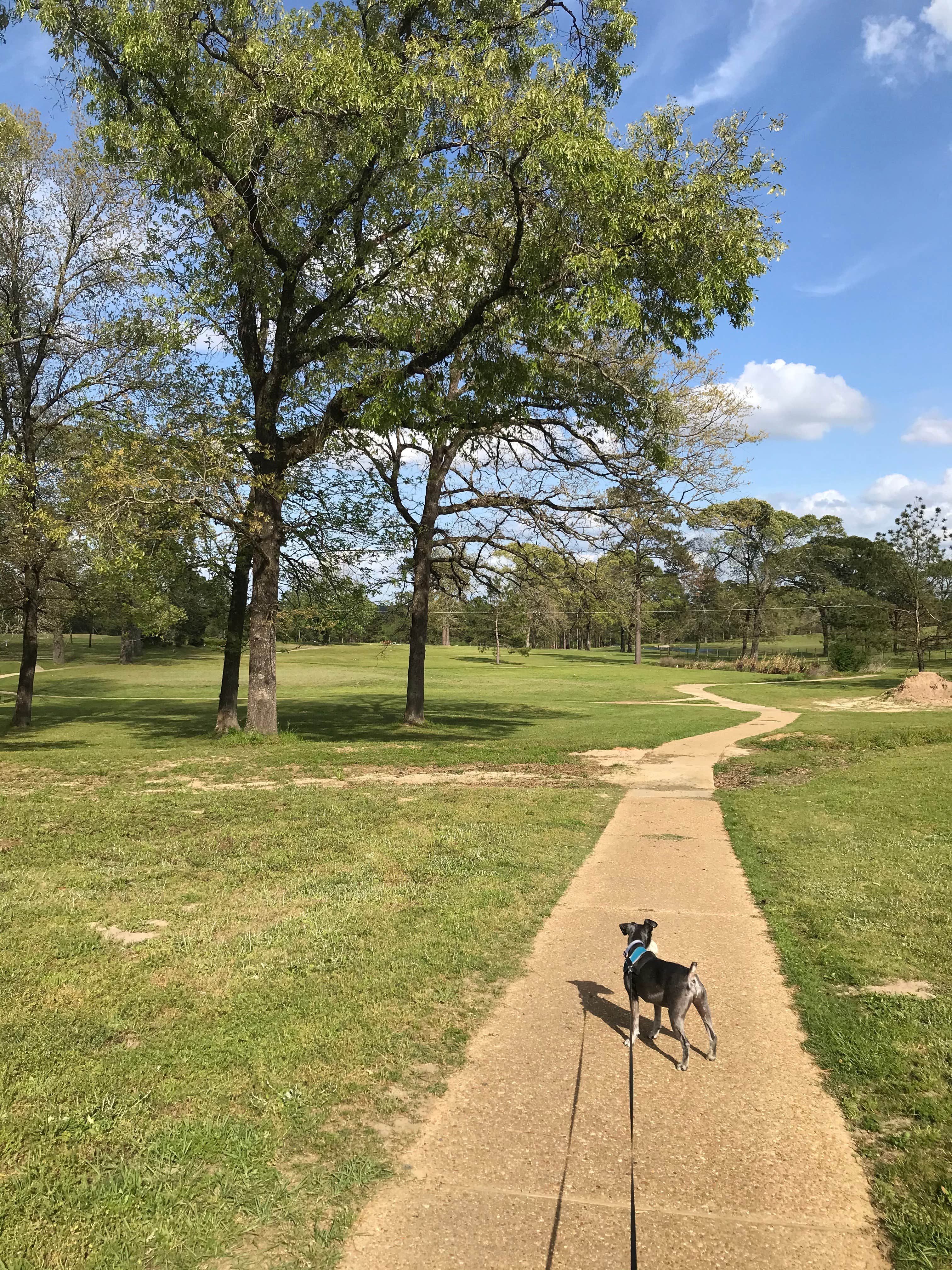 kerry W.'s photo of camping with pets at Country Club Park near San Augustine, TX