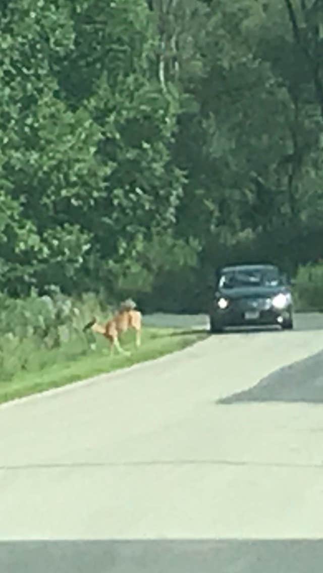 Julie's photo of camping with pets at Riverview Campground - Loud Thunder Forest Preserve near Fruitland, IA