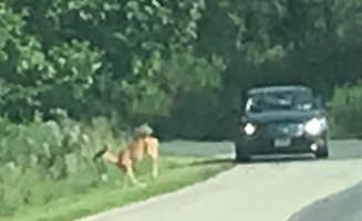 Julie's photo of camping with pets at Riverview Campground - Loud Thunder Forest Preserve near Keithsburg, IL