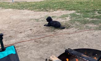 Andy D.'s photo of camping with pets at Limber Pine Bench Campground near Blue Jay, CA