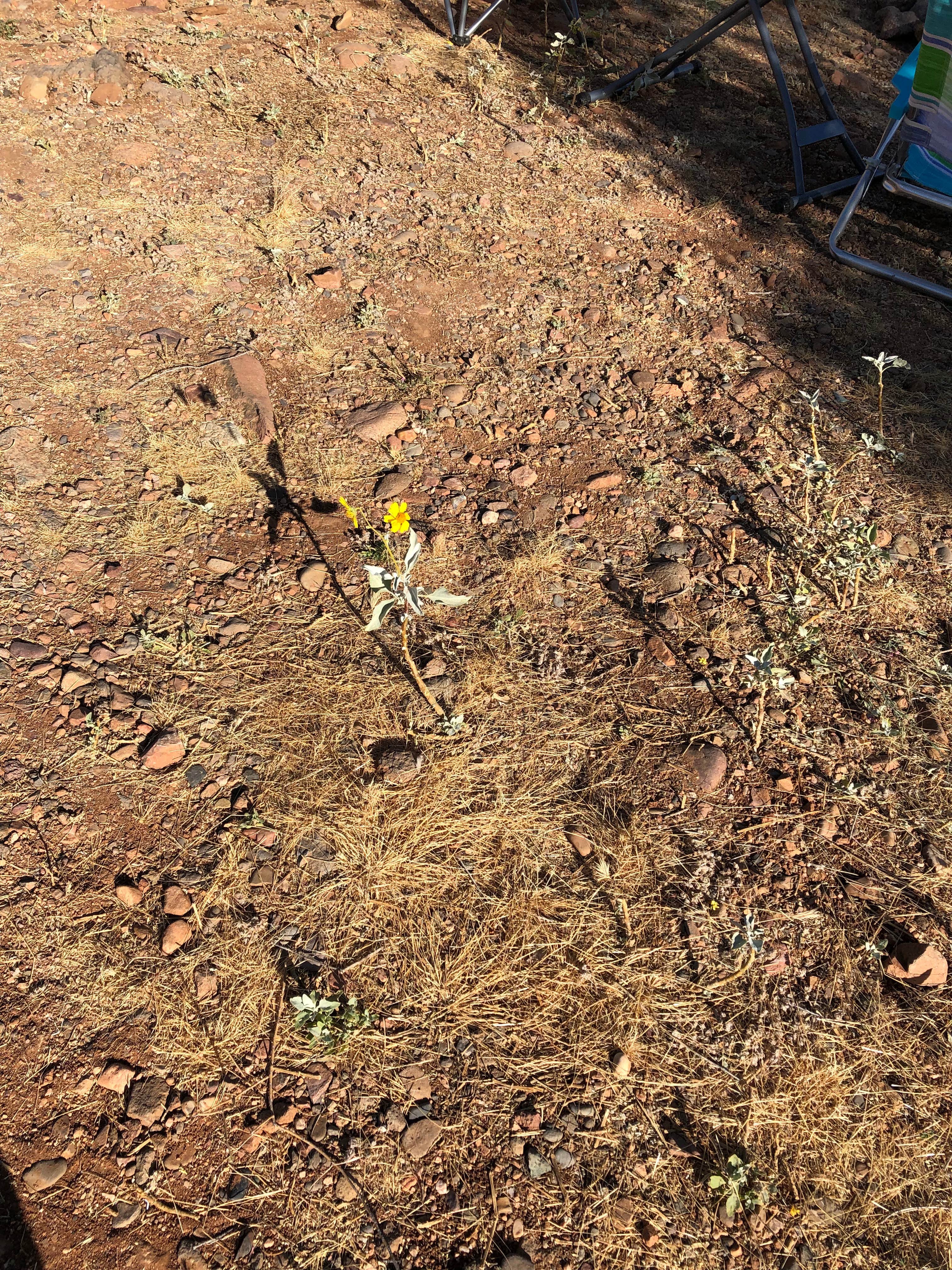 Camper-submitted photo at Camp Wood Area near Yarnell, AZ