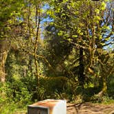 Review photo of Elk Prairie Campground — Prairie Creek Redwoods State Park by Julie W., April 29, 2021