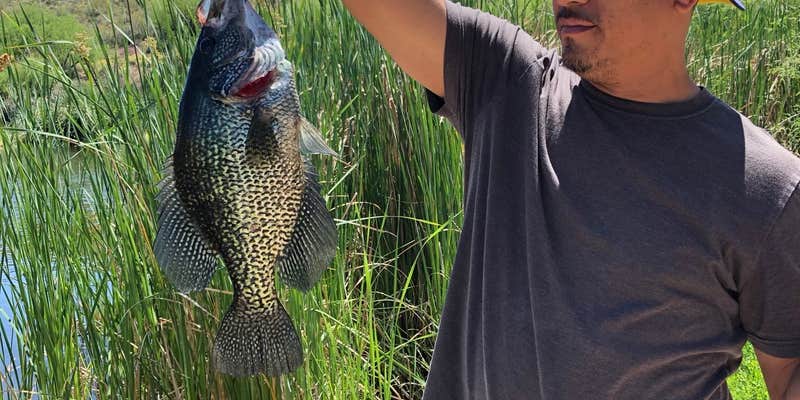 Camper submitted image from Orangewood Shadows RV Resort (55+)