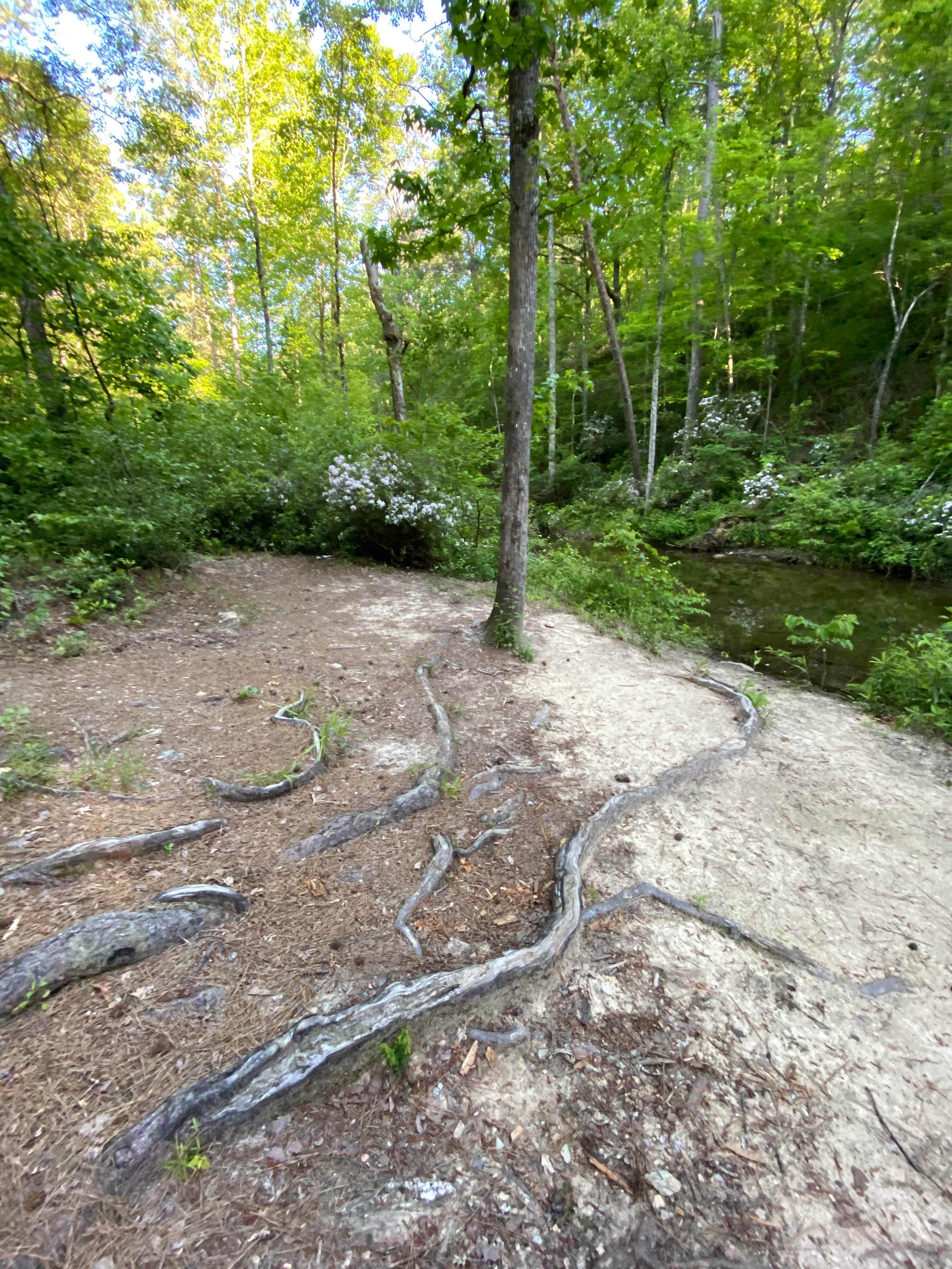 Camper-submitted photo at Riverside Skyway Loop Backcountry Site near Gurley, AL