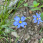 Review photo of Riverside Skyway Loop Backcountry Site by Asher K., April 30, 2021