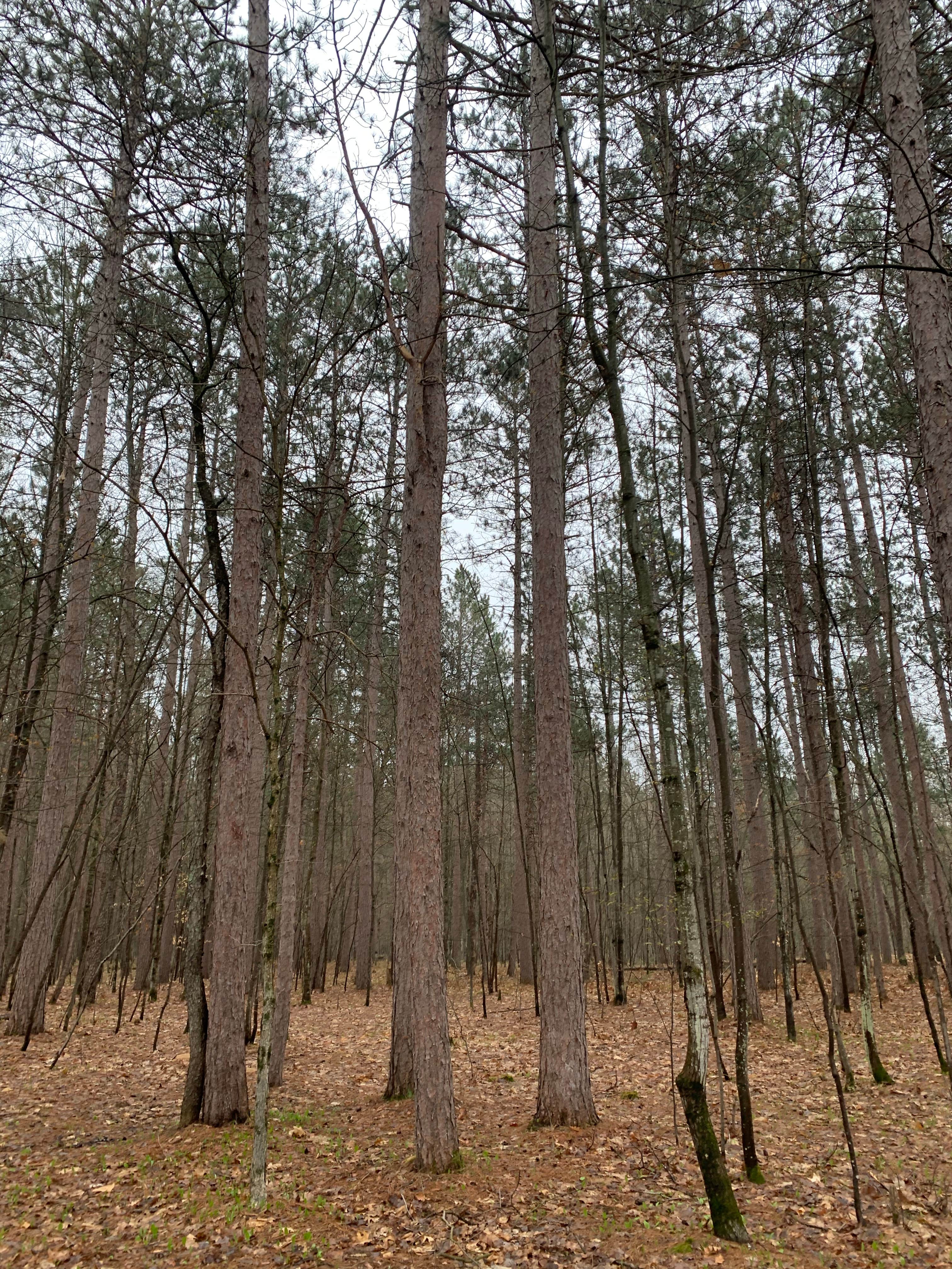 Camper-submitted photo at Sulak Campground near Custer, MI