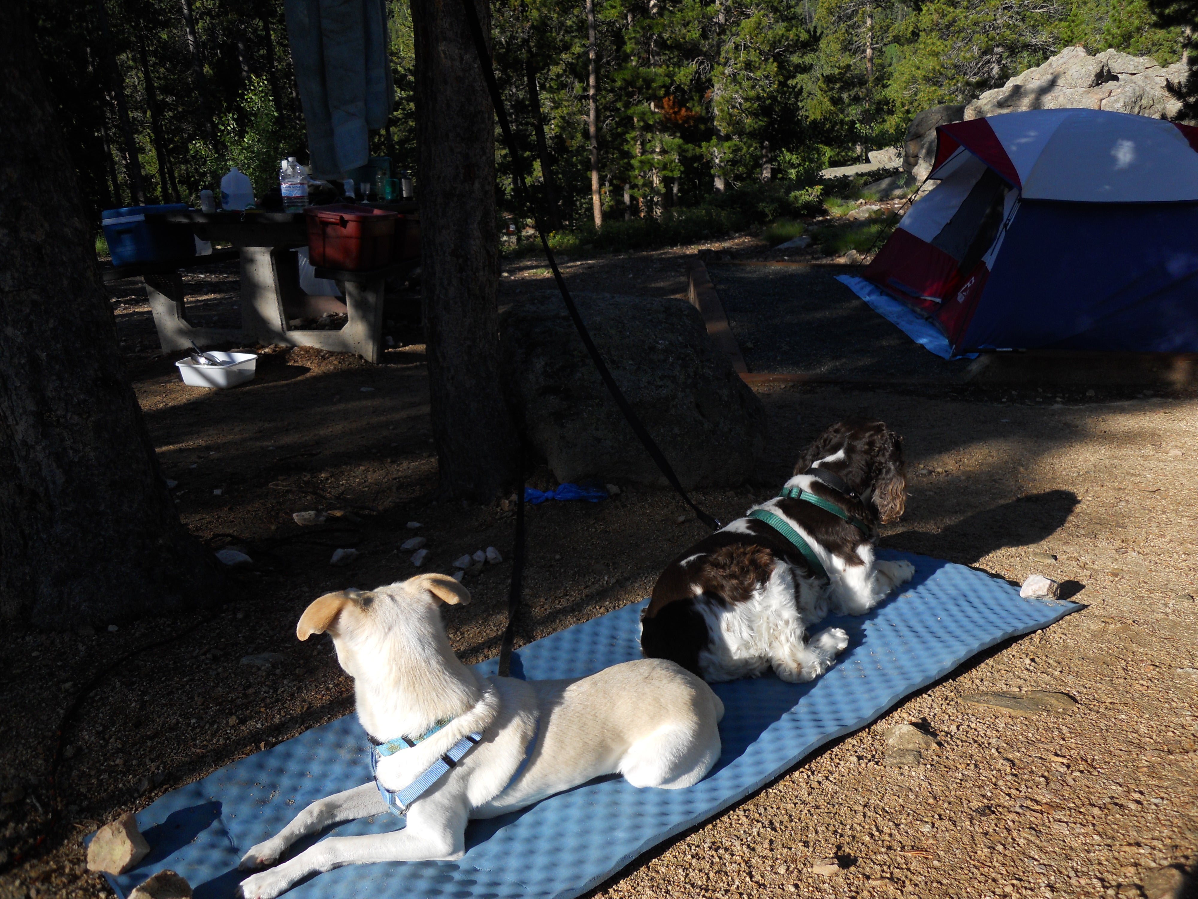 Camper submitted image from Aspen Meadows Campground — Golden Gate Canyon - 5