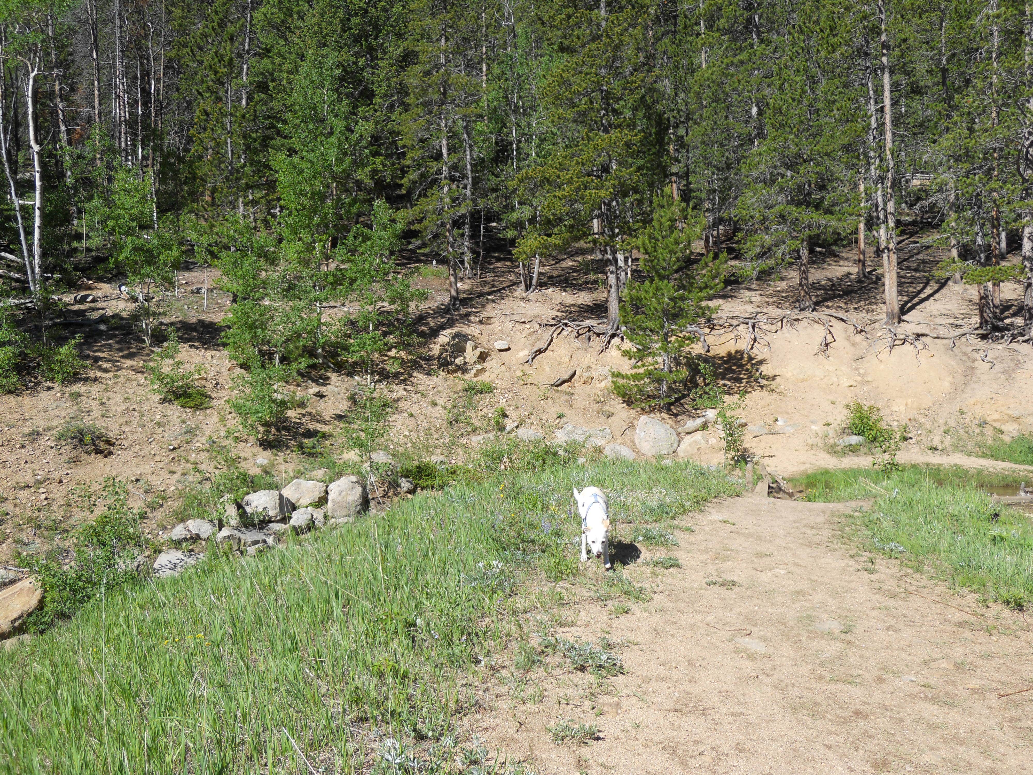 Camper submitted image from Aspen Meadows Campground — Golden Gate Canyon - 4