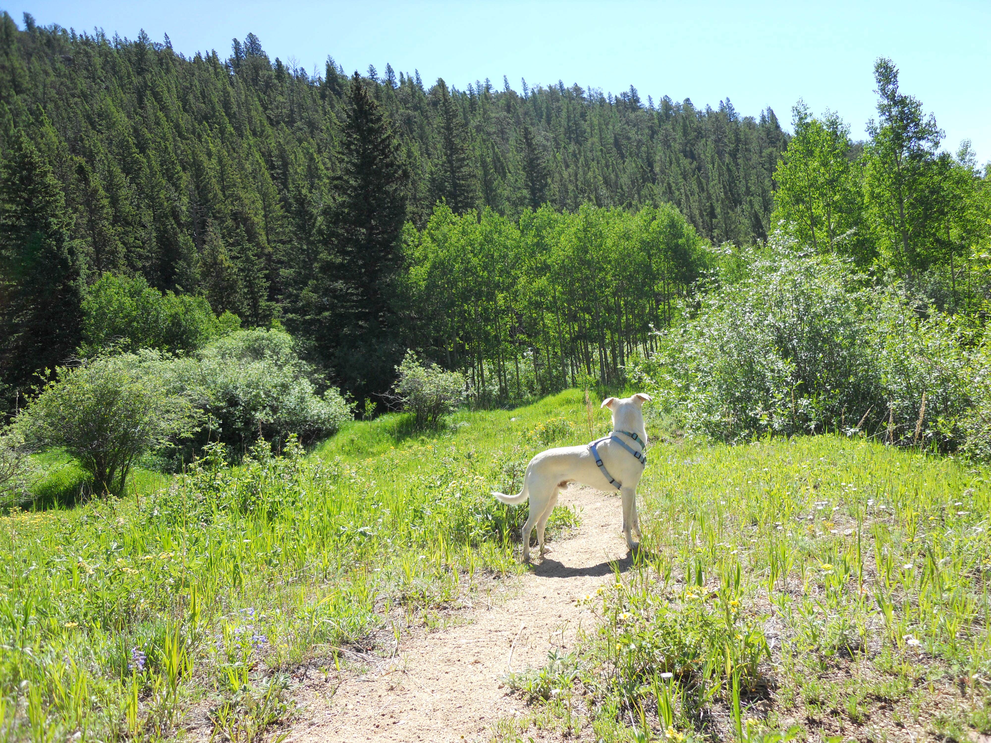 Lise F.'s photo of camping with pets at Aspen Meadows Campground — Golden Gate Canyon near Twin Lakes, CO