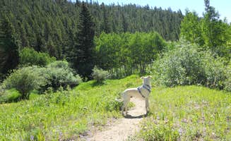 Lise F.'s photo of camping with pets at Aspen Meadows Campground — Golden Gate Canyon near Northglenn, CO