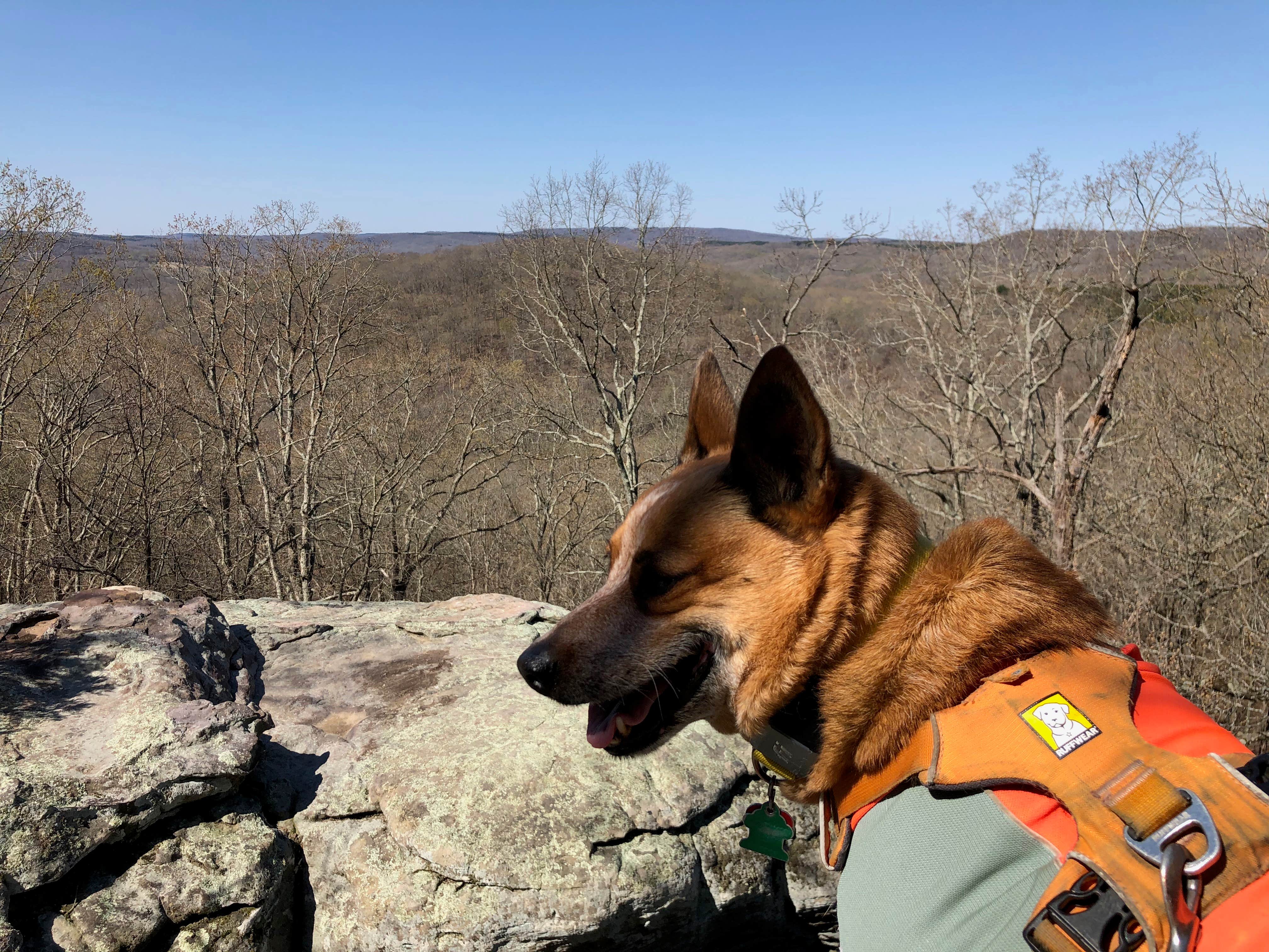 Art S.'s photo of camping with pets at Pharoah - Garden of the Gods Rec Area Campground near Herod, IL