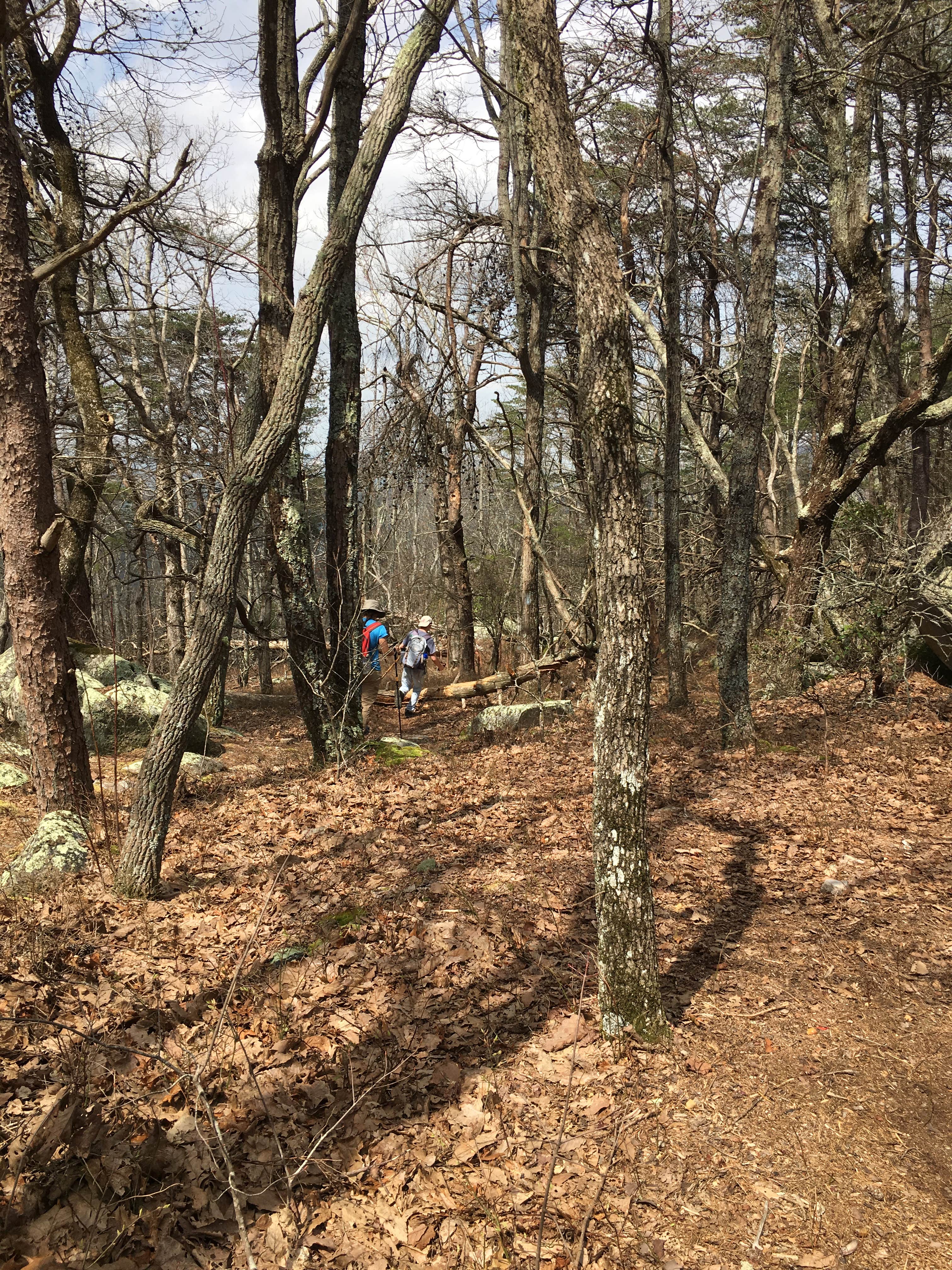 Camper-submitted photo at Small Skyway Loop Campground near Lineville, AL