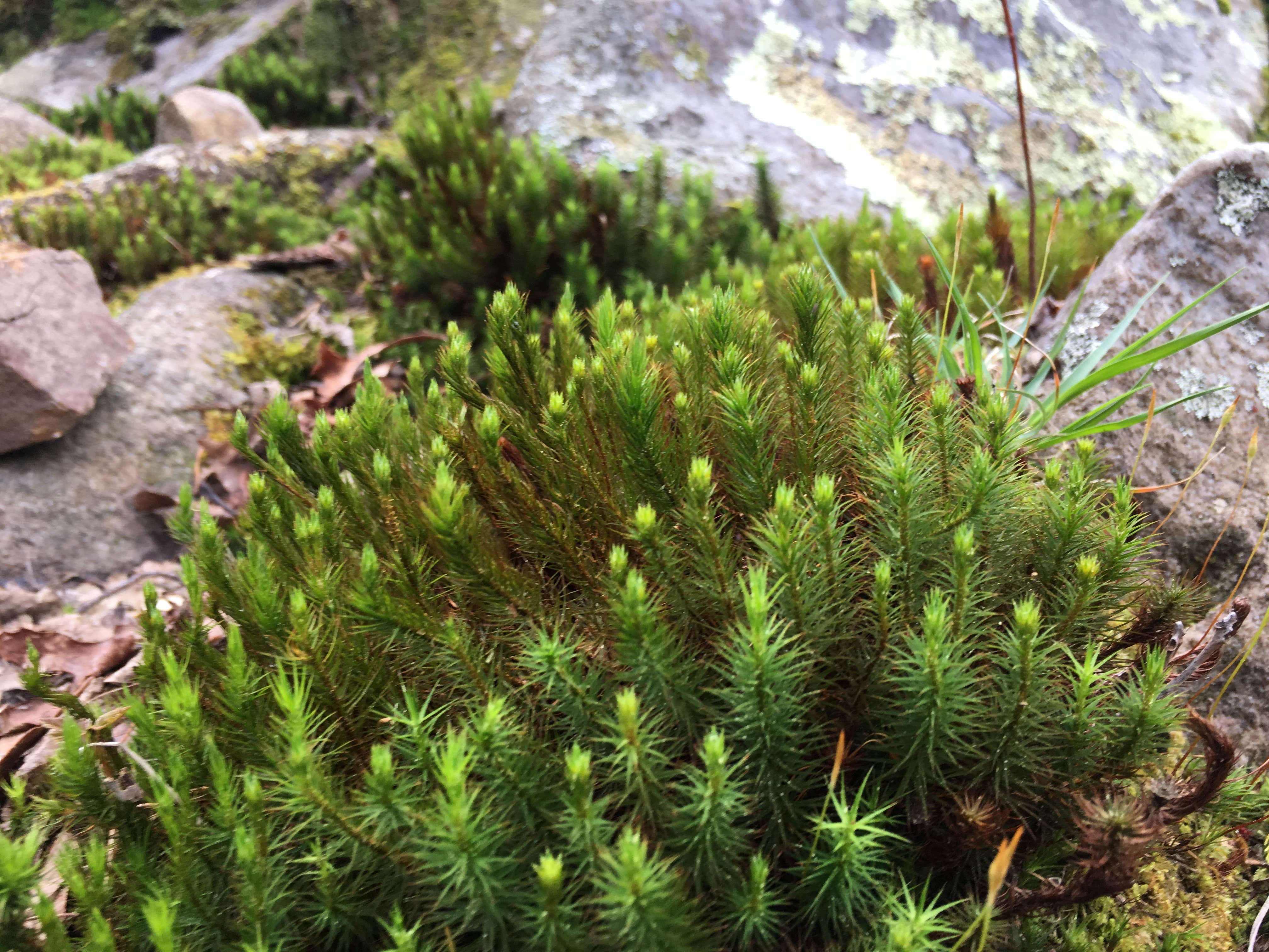 Camper submitted image from Small Skyway Loop Campground - 1