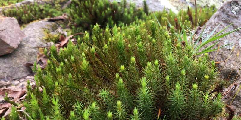 Camper submitted image from Small Skyway Loop Campground